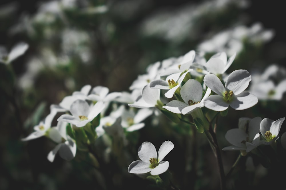 white-petaled flowers