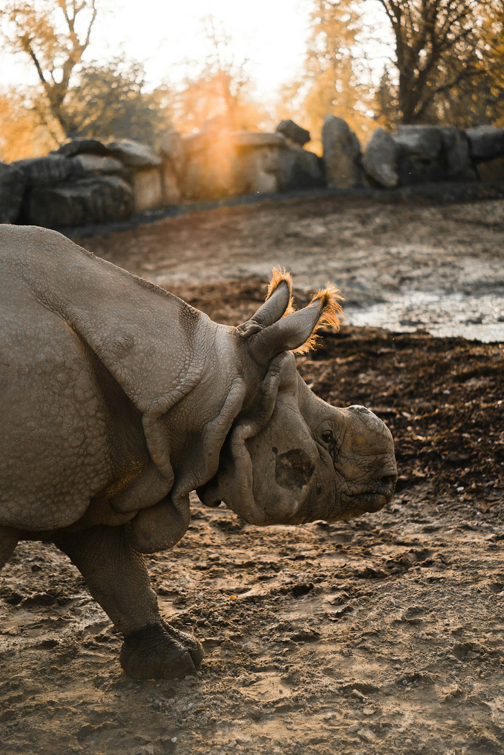 gray rhinoceros on ground
