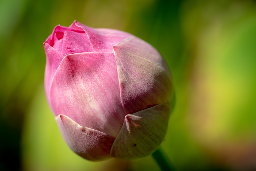 Photographie sélective de la fleur rose et grise