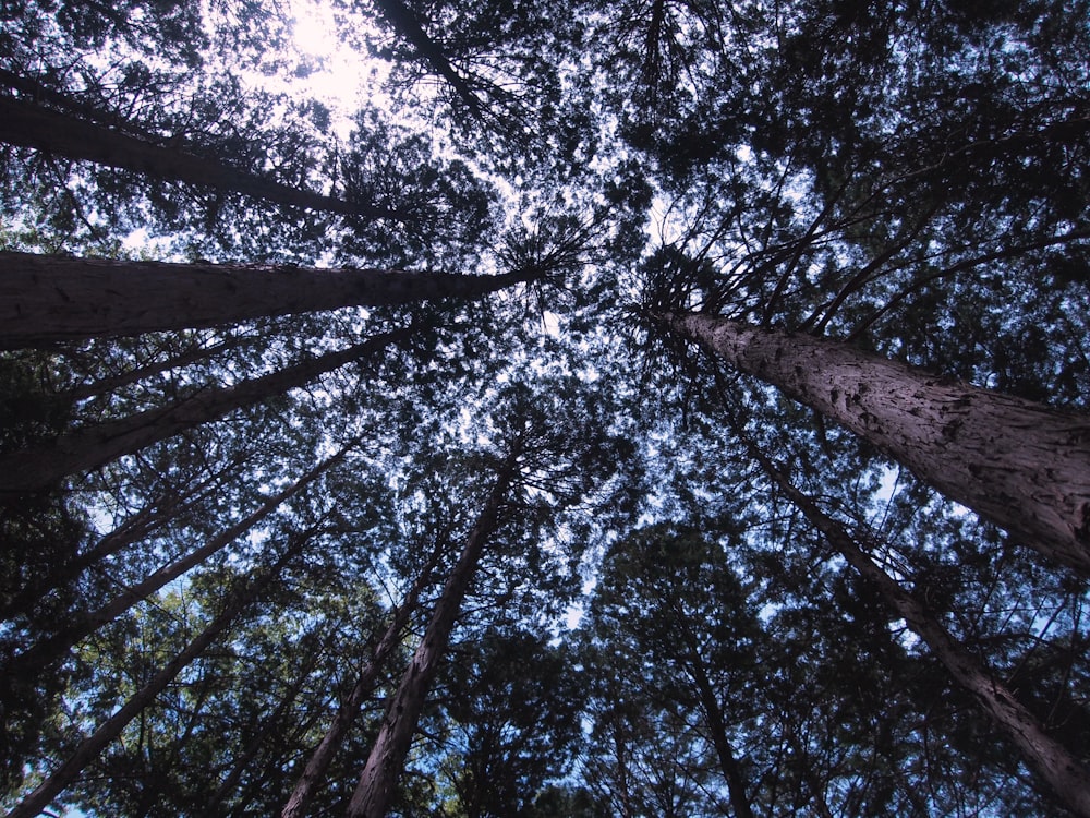 low-angle photography of trees in forest