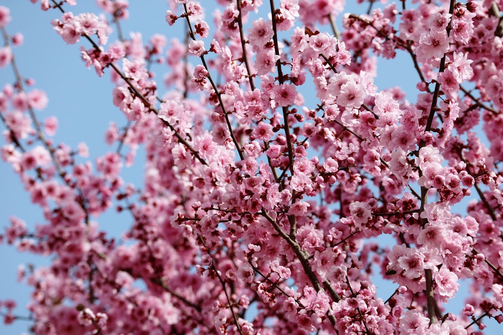 cherry blossom tree