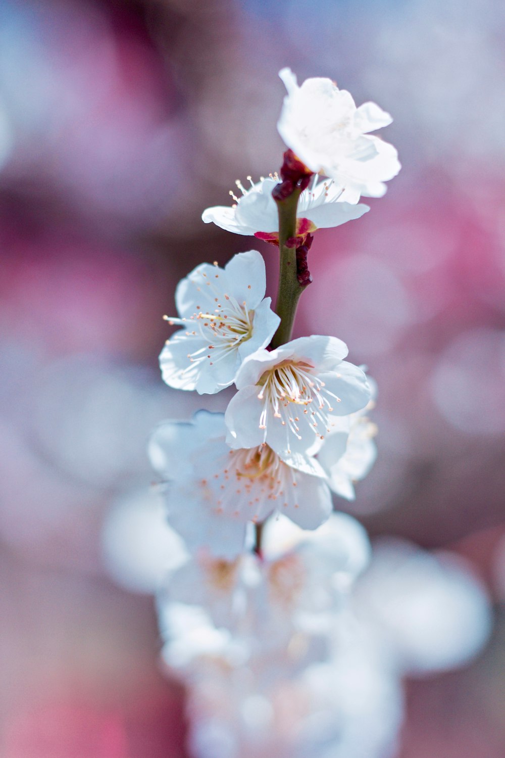 白い花びらの花