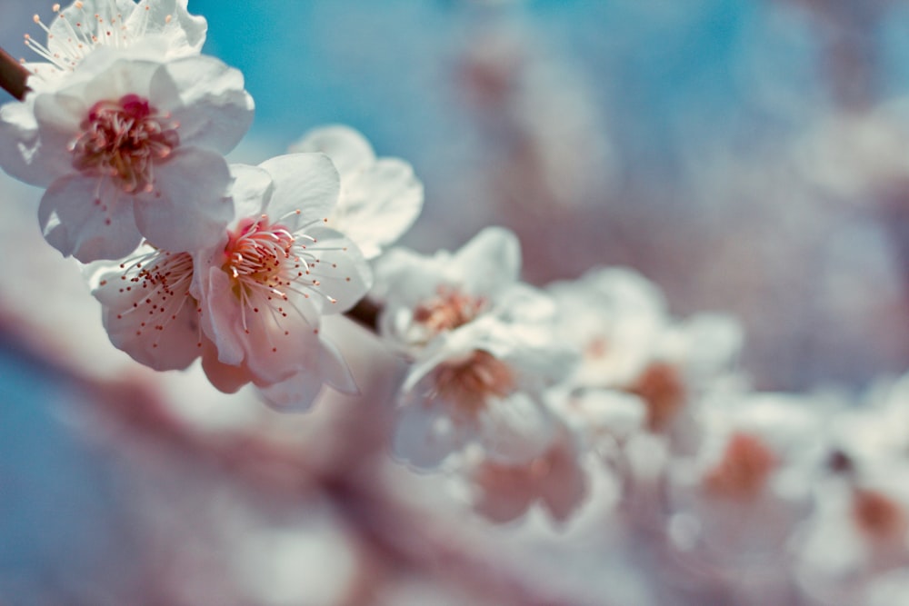 fotografia de foco seletivo de flores de pétalas brancas durante o dia