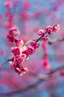 shallow focus photo of pink cherry blossom