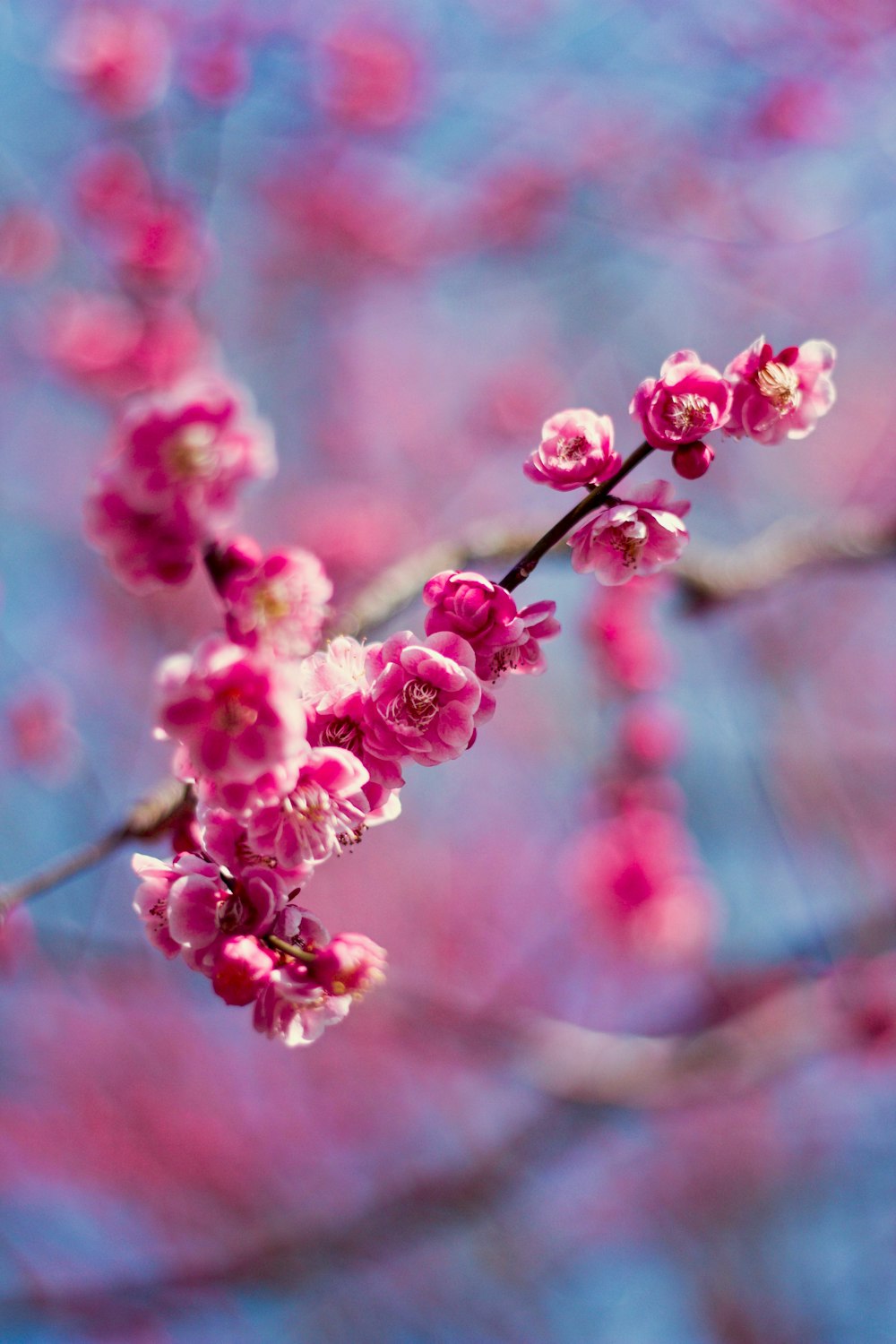 핑크 벚꽃의 얕은 초점 사진