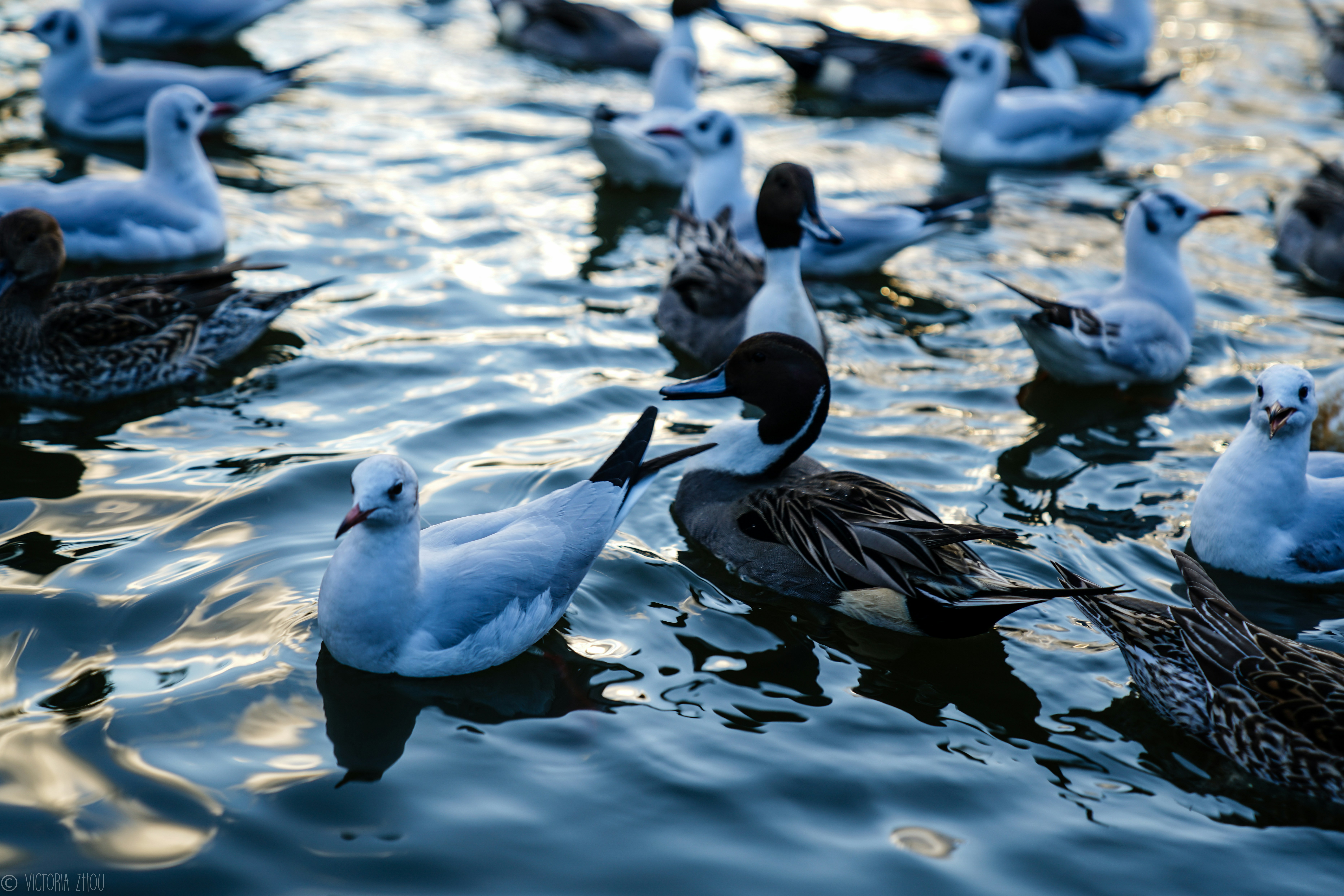 Photo by victoriacxy