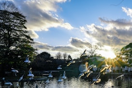 A serene lake scene features a flock of birds flying over calm waters. The sun is setting or rising, casting a warm glow through scattered clouds. Lush greenery frames the scene, creating a tranquil and picturesque landscape.