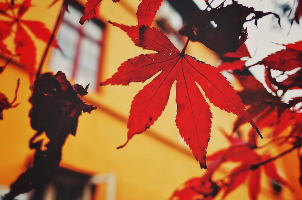 red maple tree