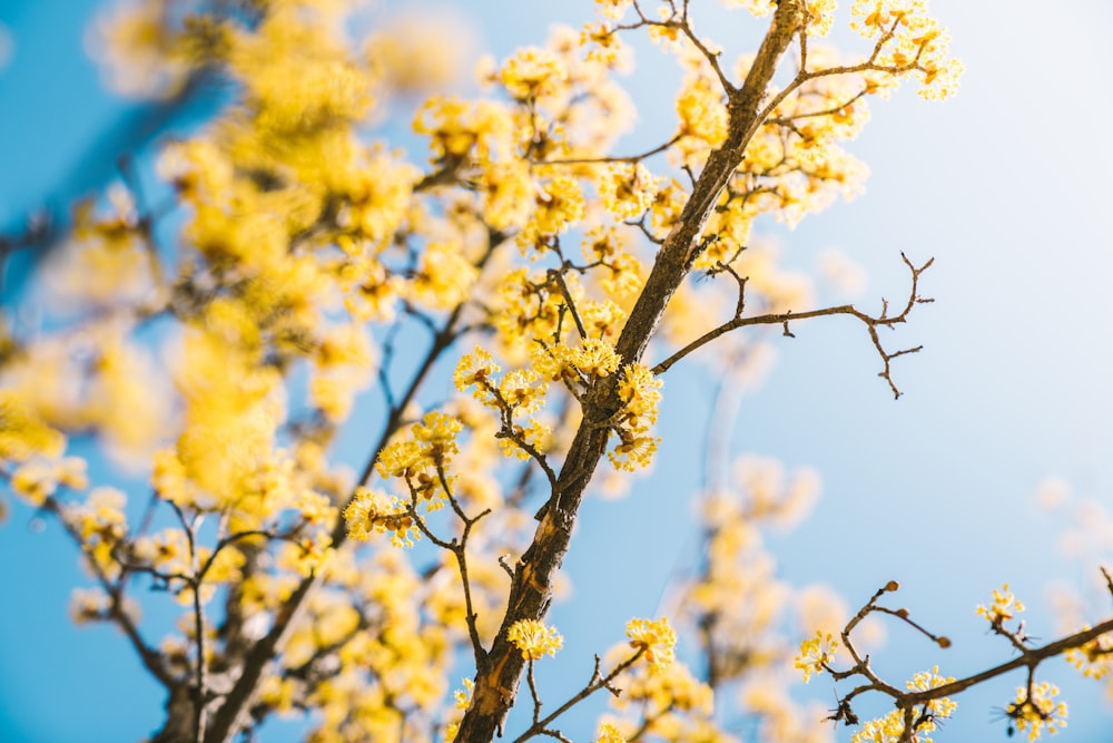 albero fiorito giallo