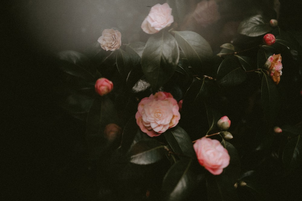 shallow focus photo of pink flowers