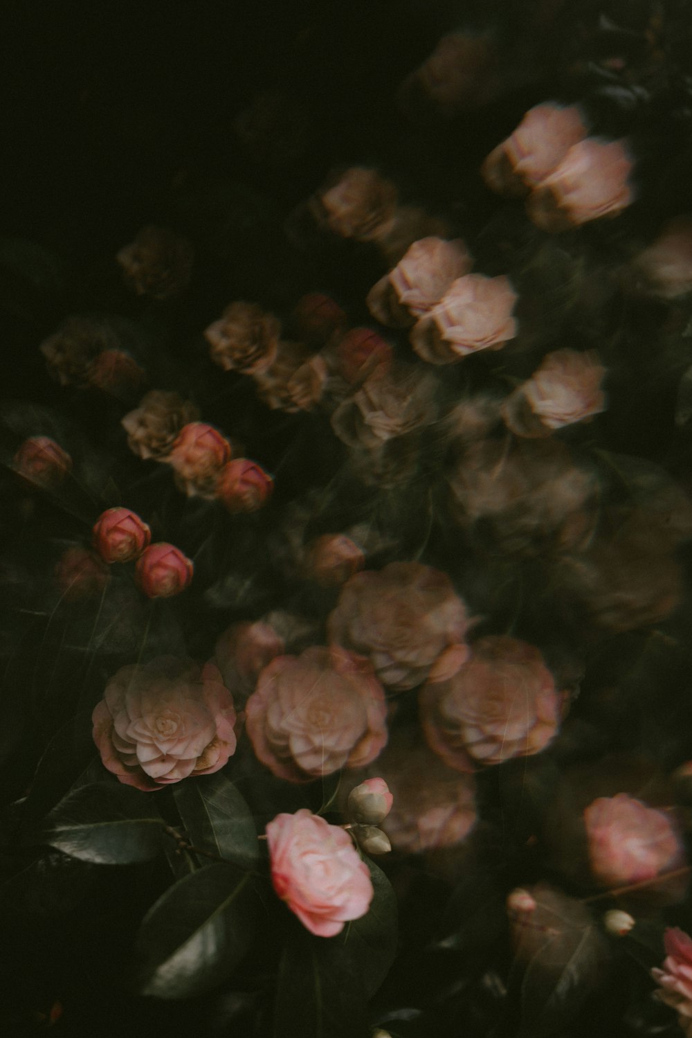 blooming pink rose flowers