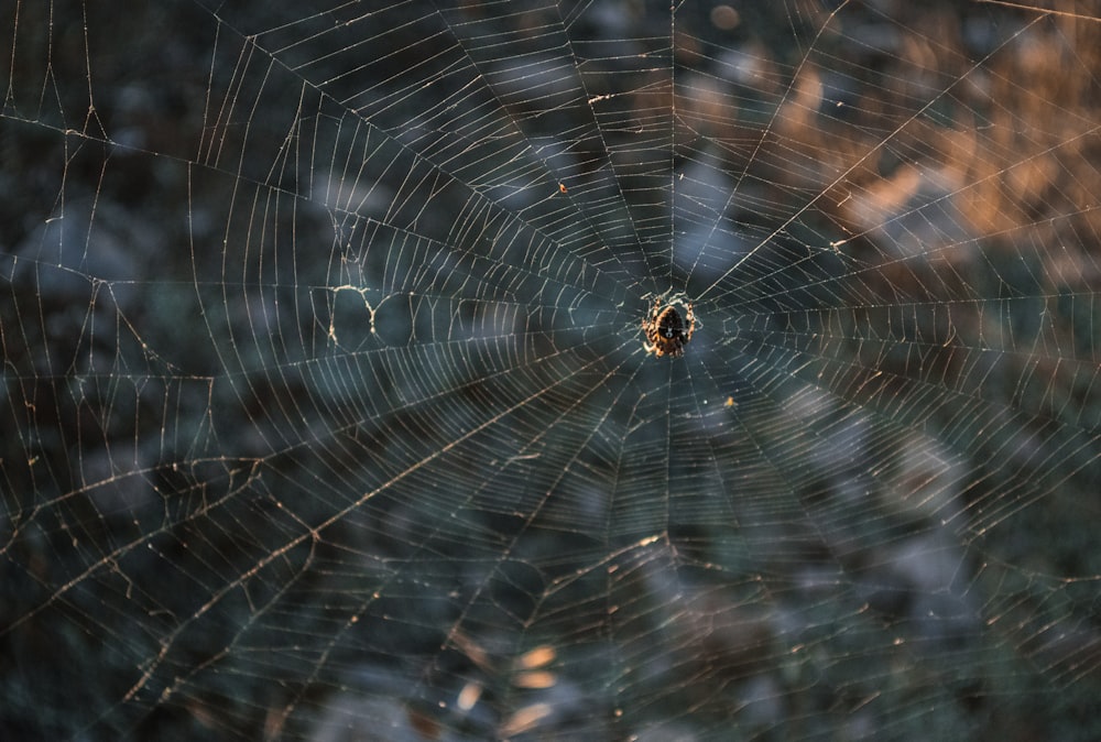 selective focus photography of spider on web