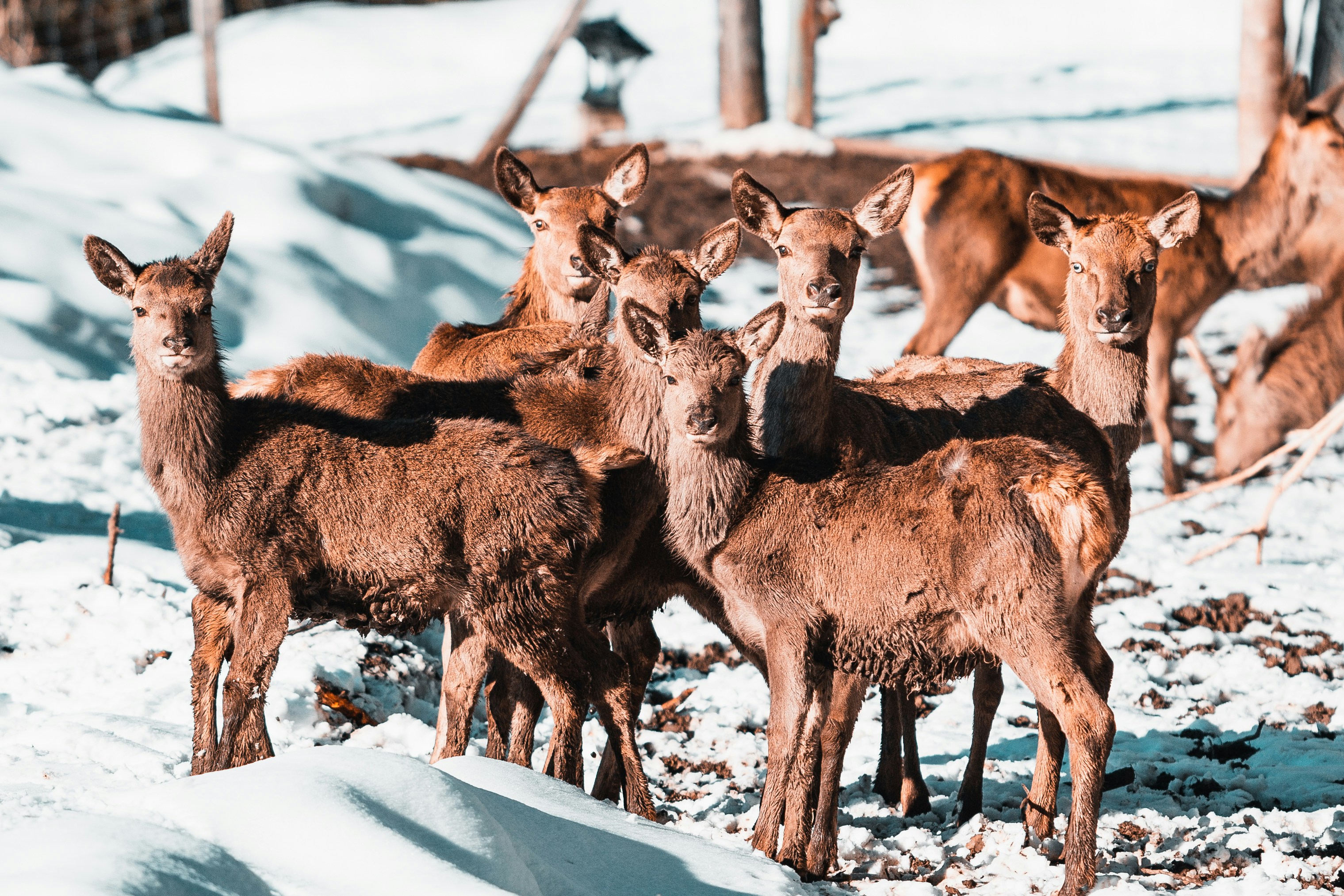 rebanho de animais pardos