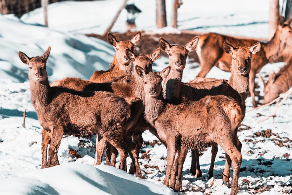 herd of brown animal