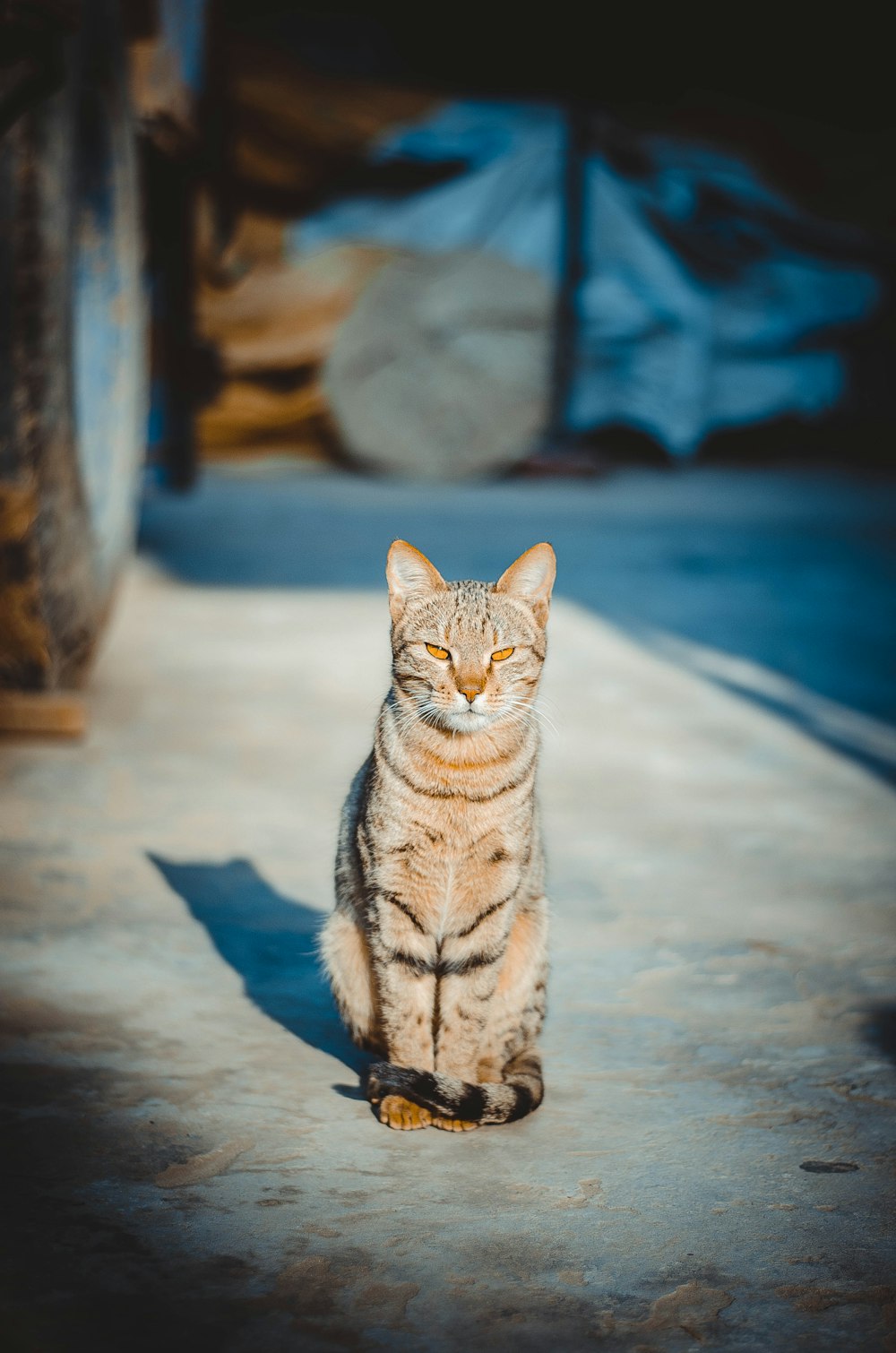 gato en el pavimento