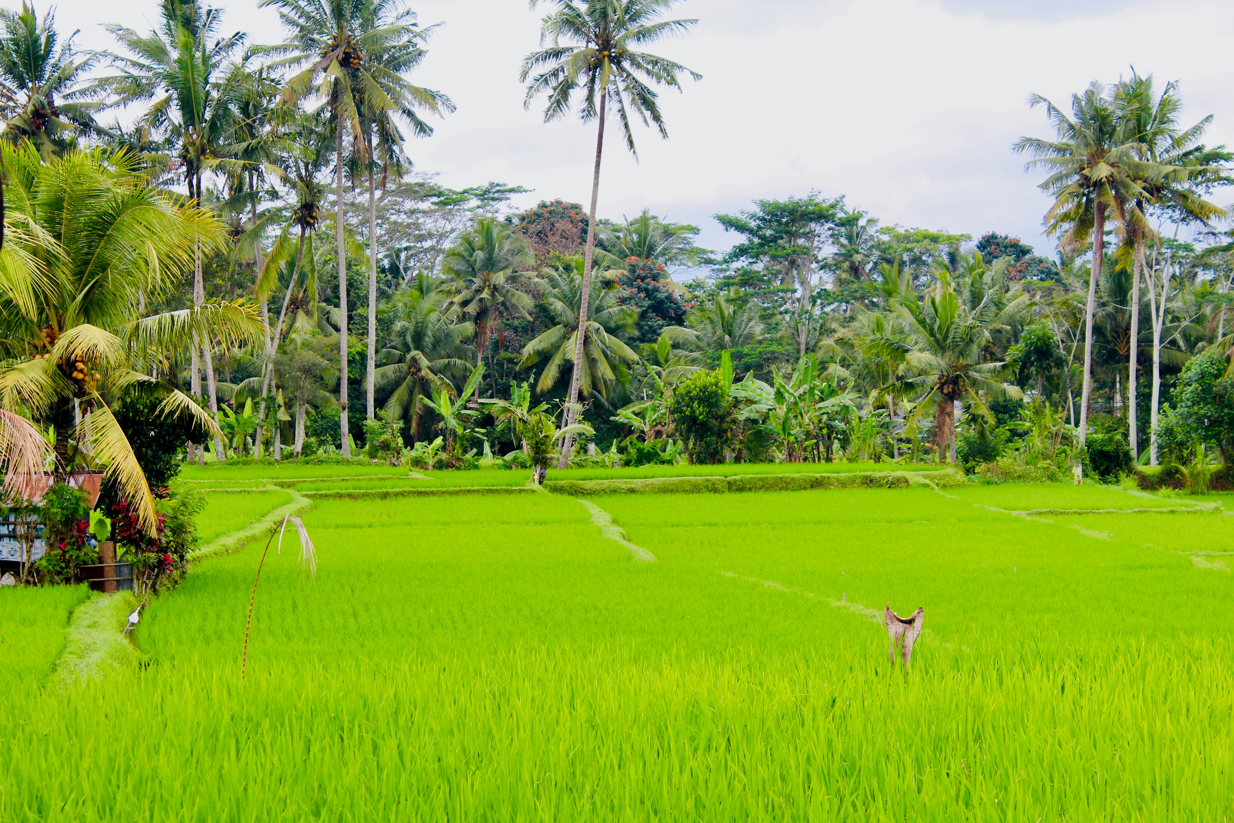 Photo by whoisdenilo