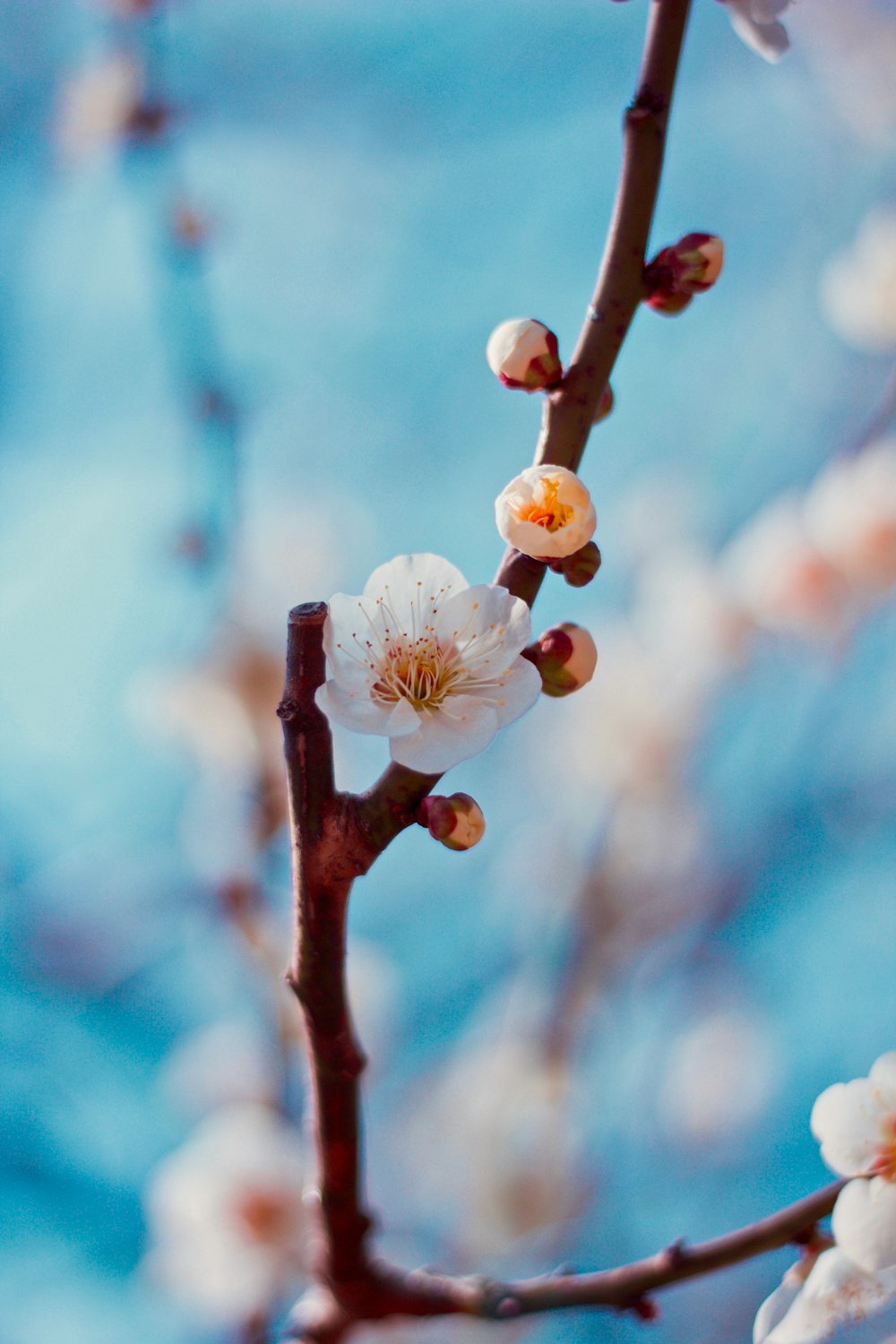 white flowers on selective focus photography