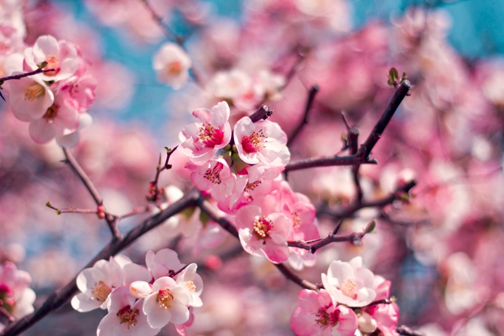 pink sakura flowers in selective focus photography