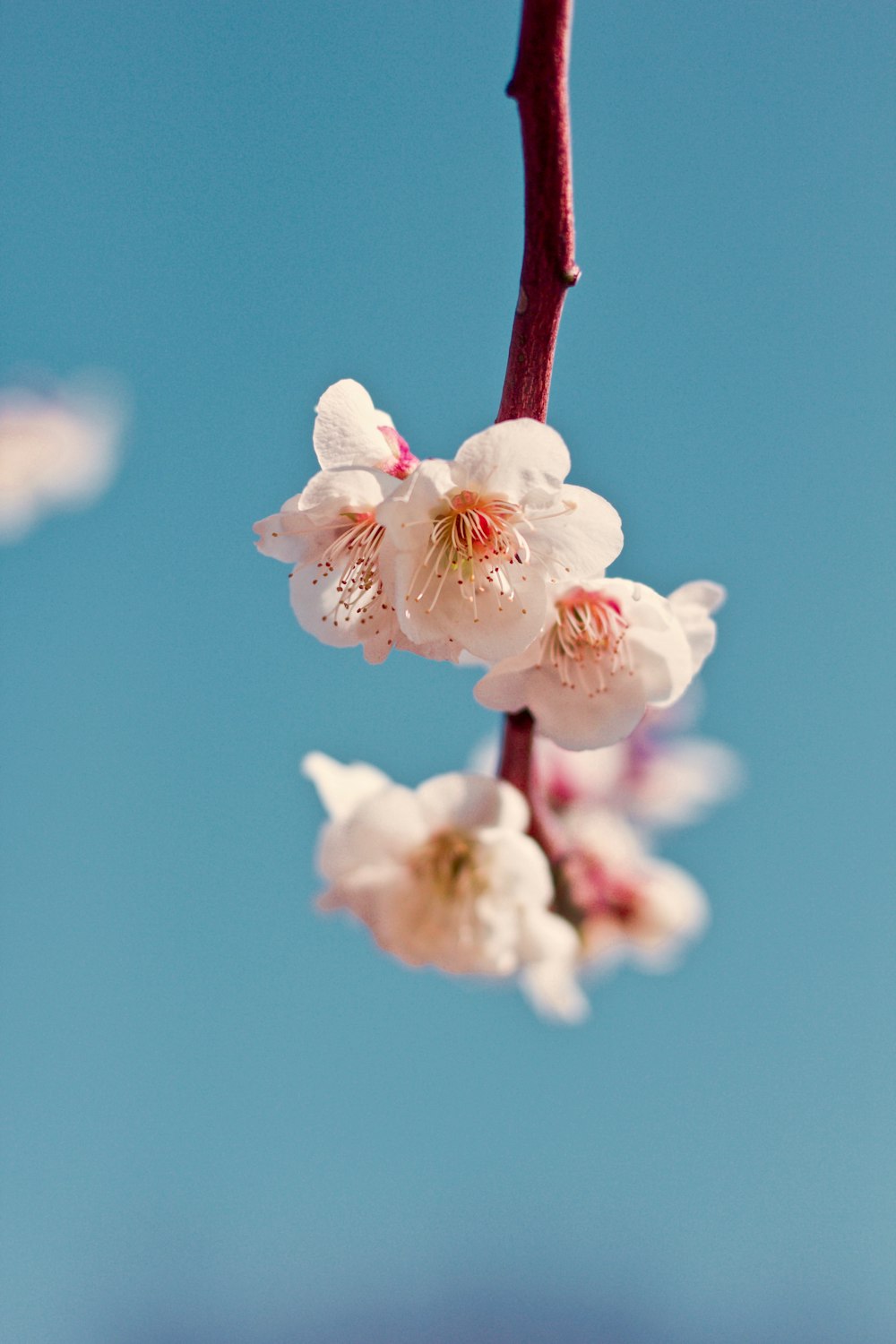 white petaled flower