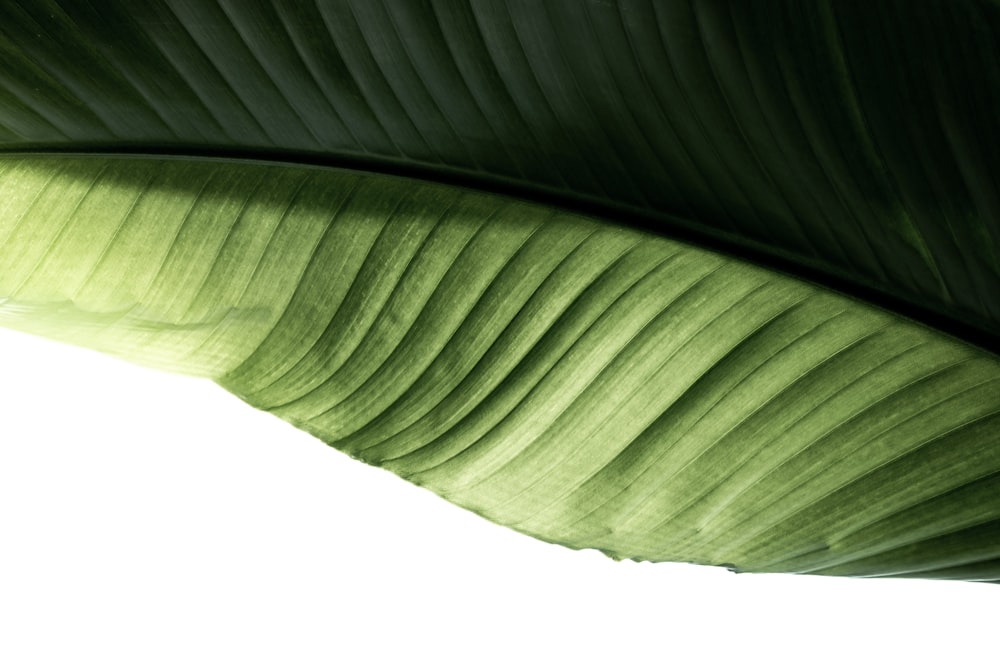 녹색 바나나 잎