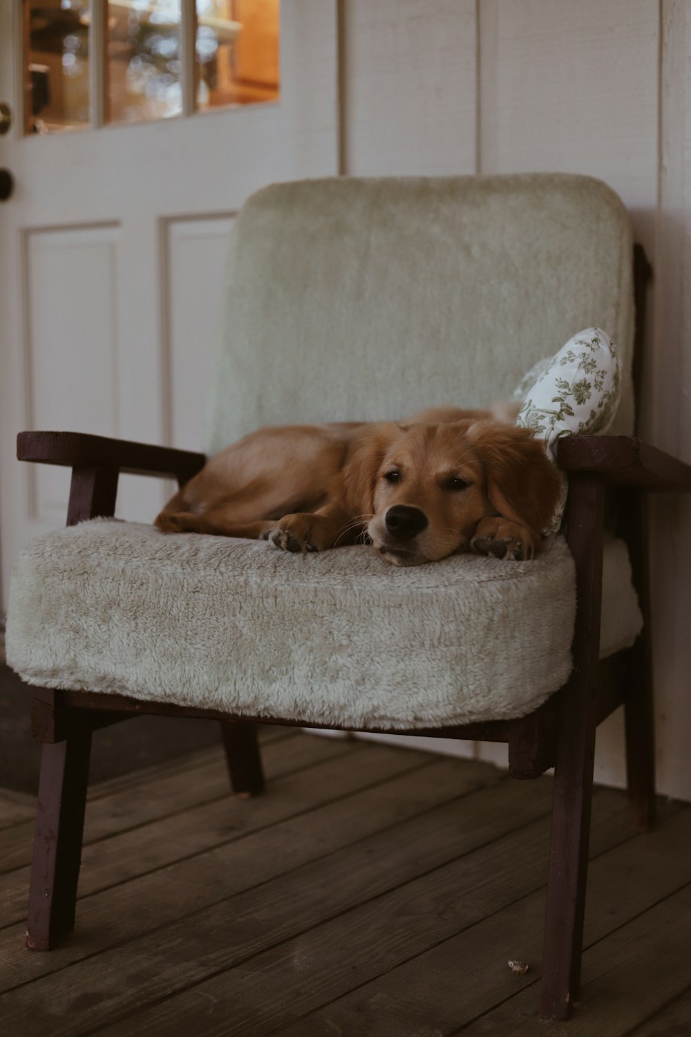 茶色のパッド入りの椅子に横たわっている短いコートの茶色の犬