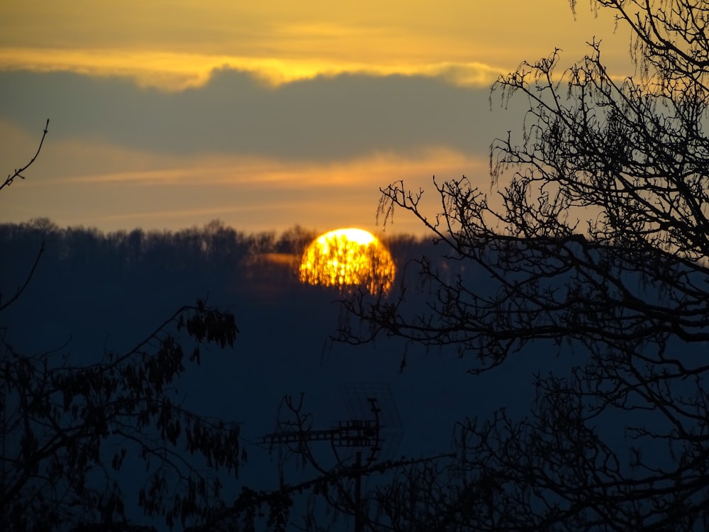 silhouette of trees under grey sky