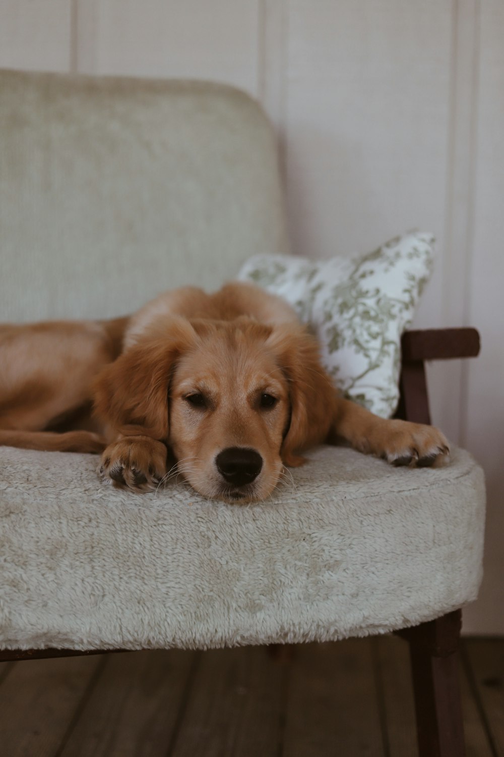 brown dog on grey fabric armchair