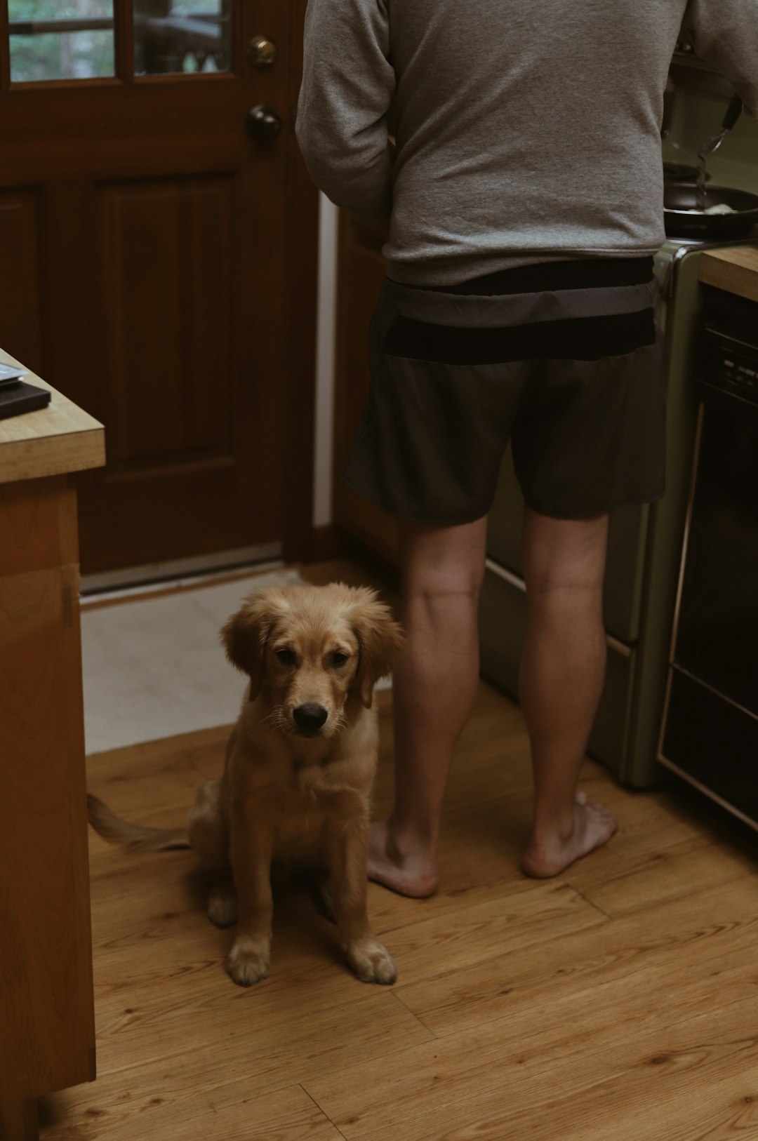 person standing beside brown dog