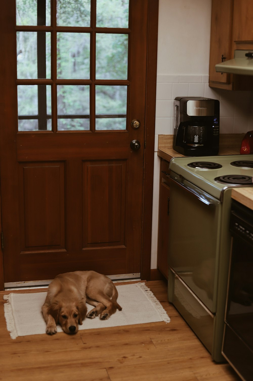 short-coated brown dog lying in front of closed brown wooden door