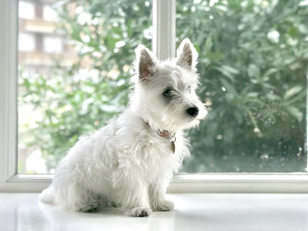 white long-coated dog sitting on floor