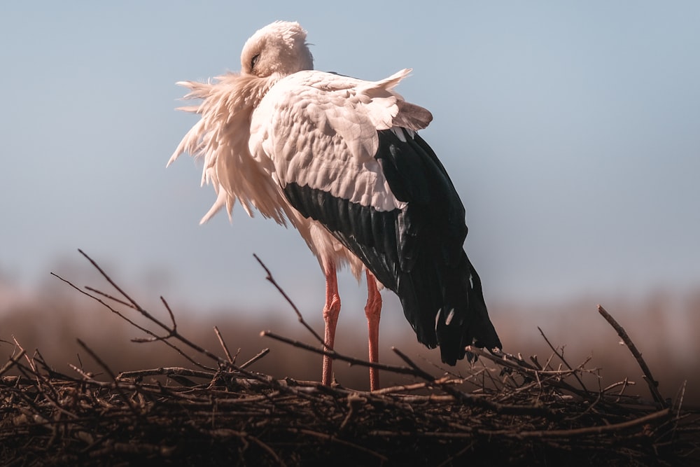 selective focus photography of white and black bird