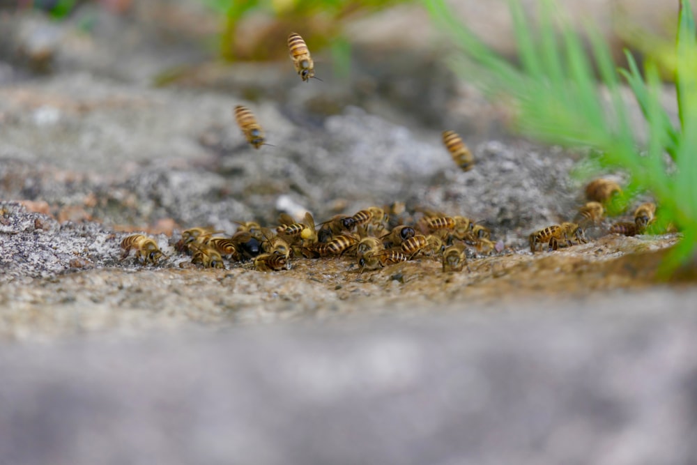 ミツバチの群れ