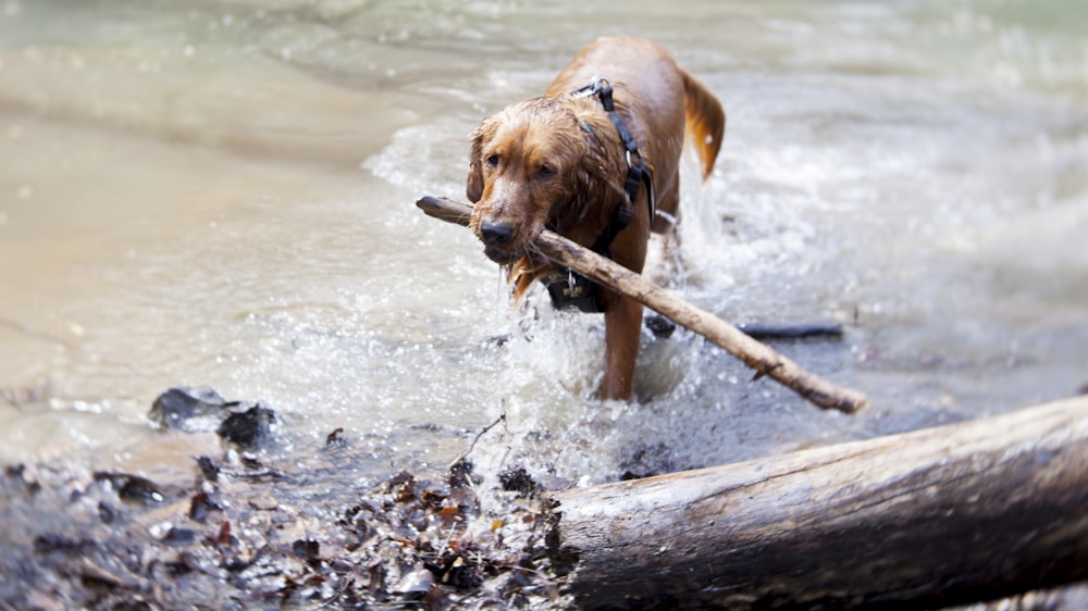 Cão bronzeado de revestimento curto mordendo madeira no corpo de água