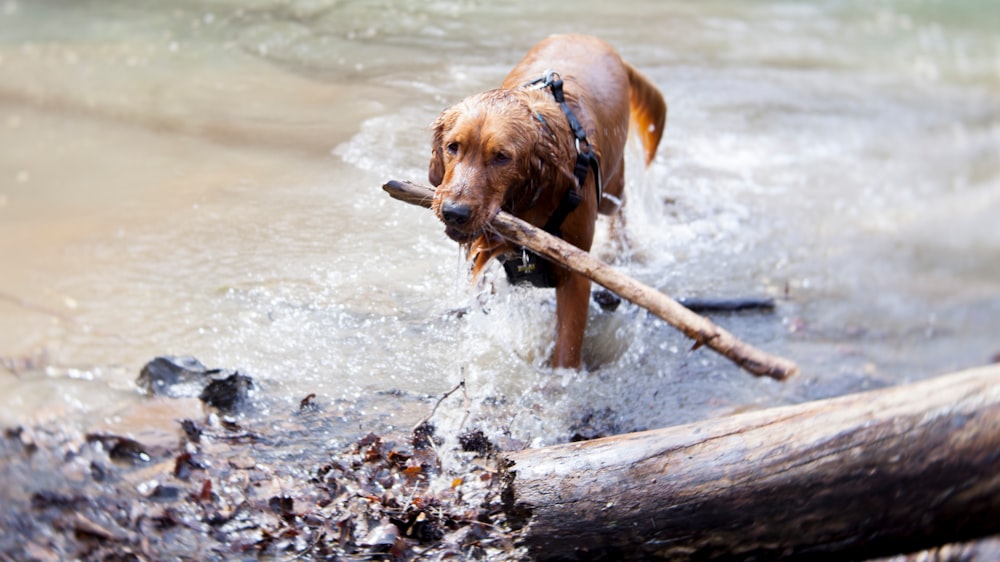 short-coated tan dog biting wood on body of water