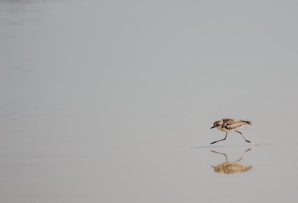 pájaro marrón caminando sobre el agua