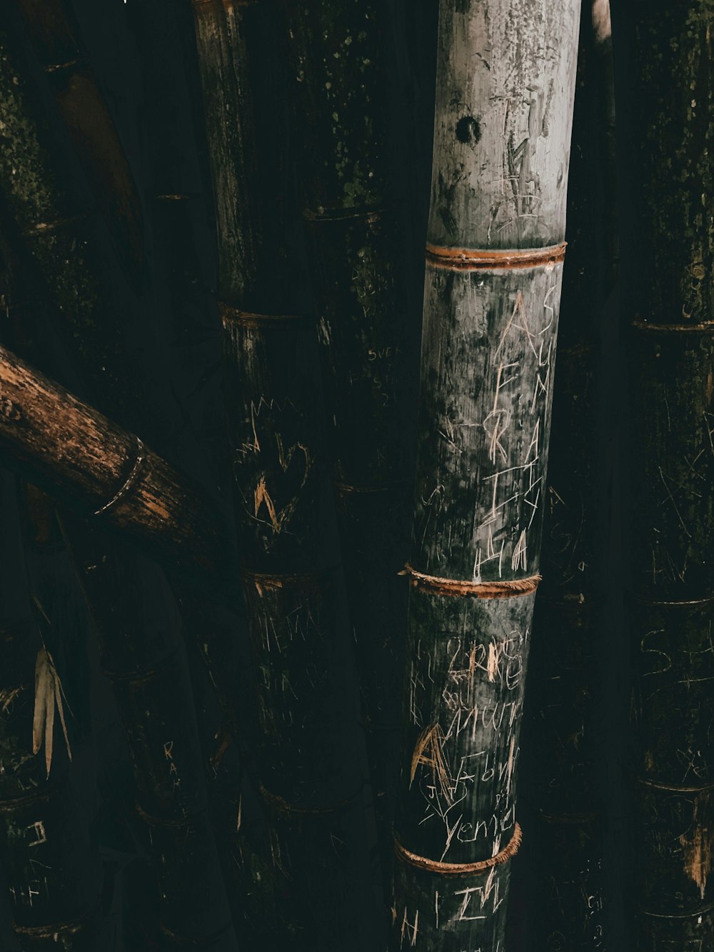 bamboo grass photography