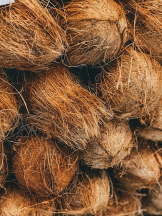 shallow focus photo of coconut shells