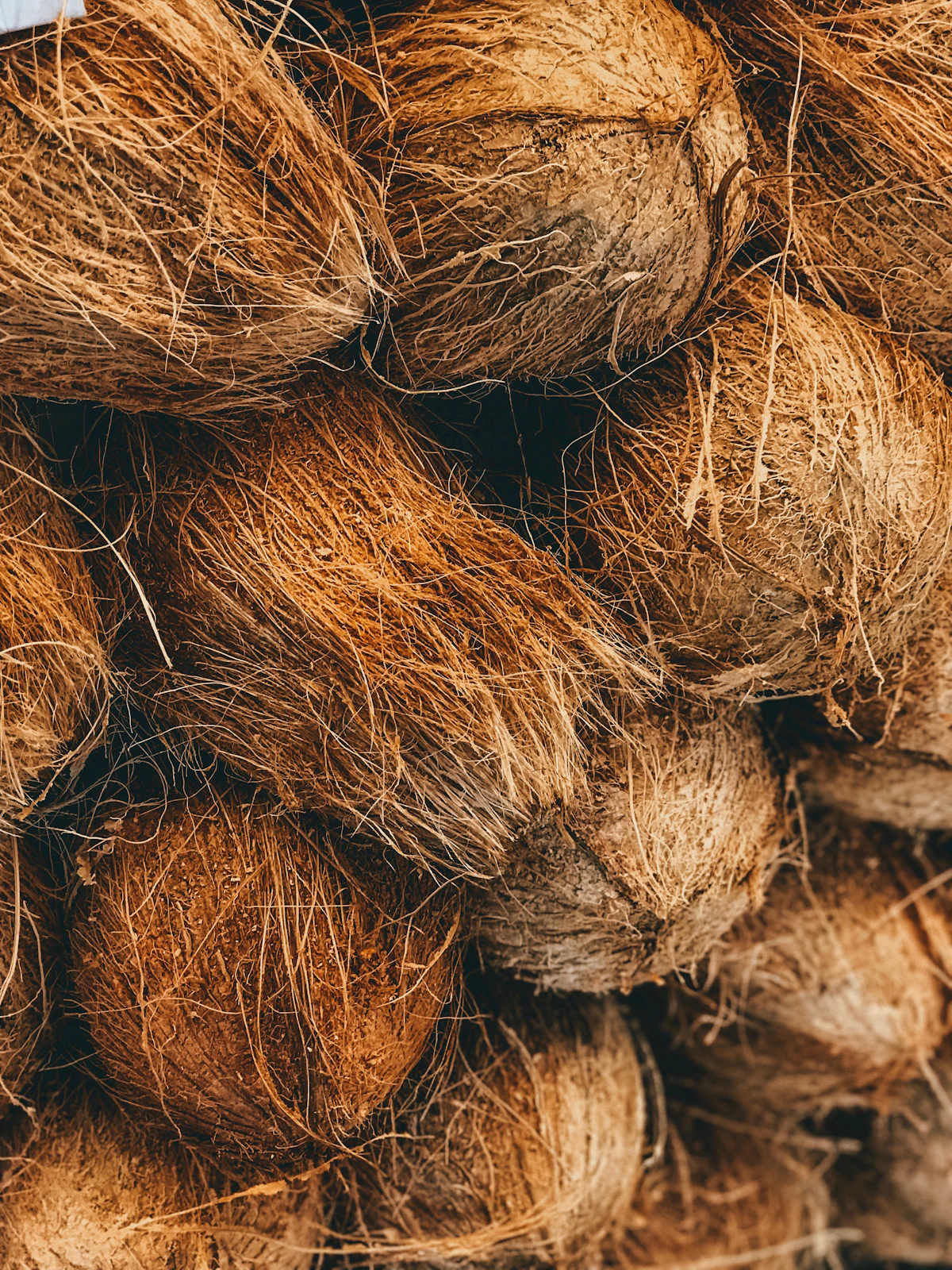 Fresh Semi Husk Coconuts