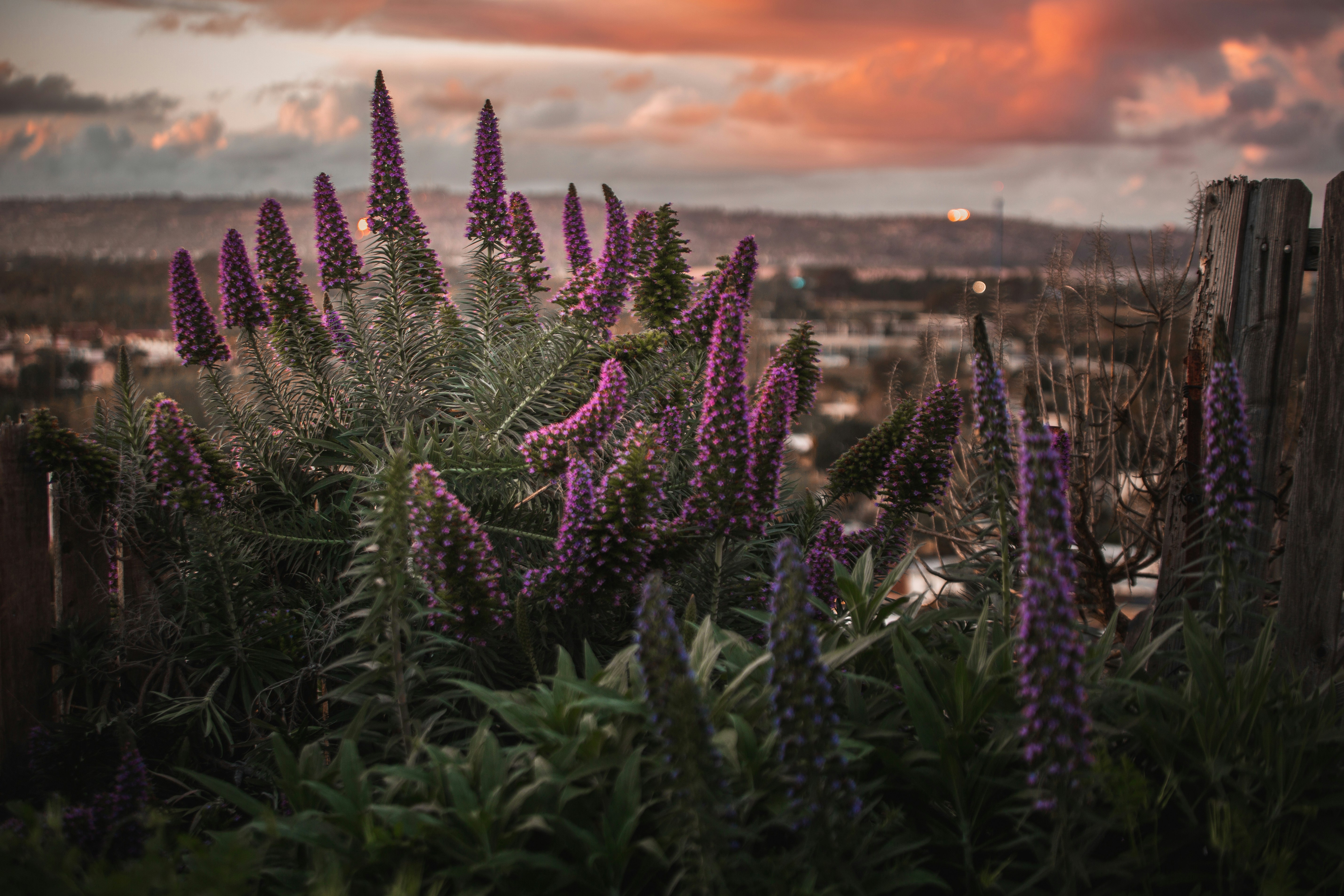 purple-leafed plant