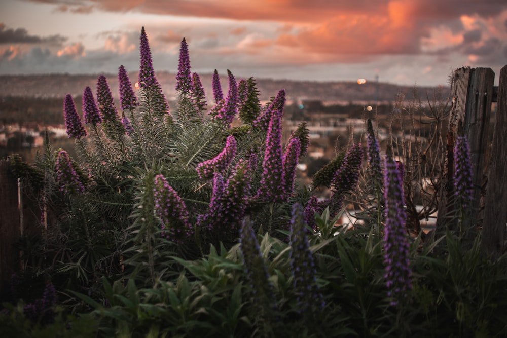 purple-leafed plant