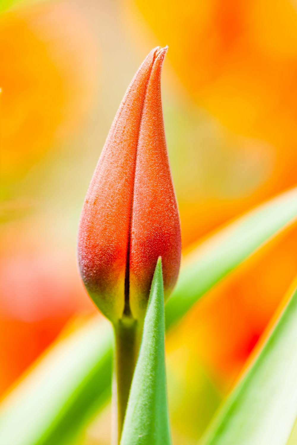 orange tulip bud