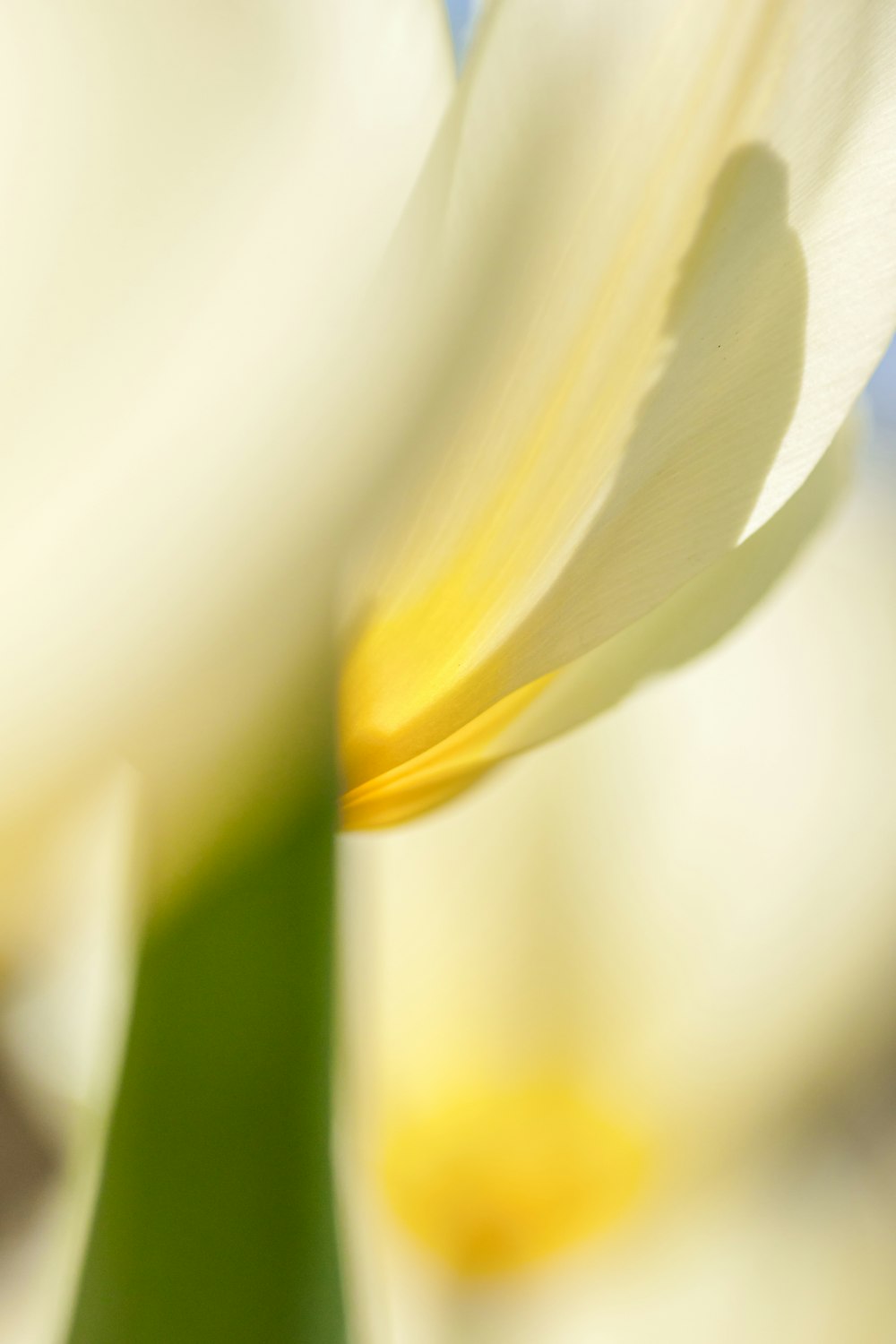 a close up view of a white flower