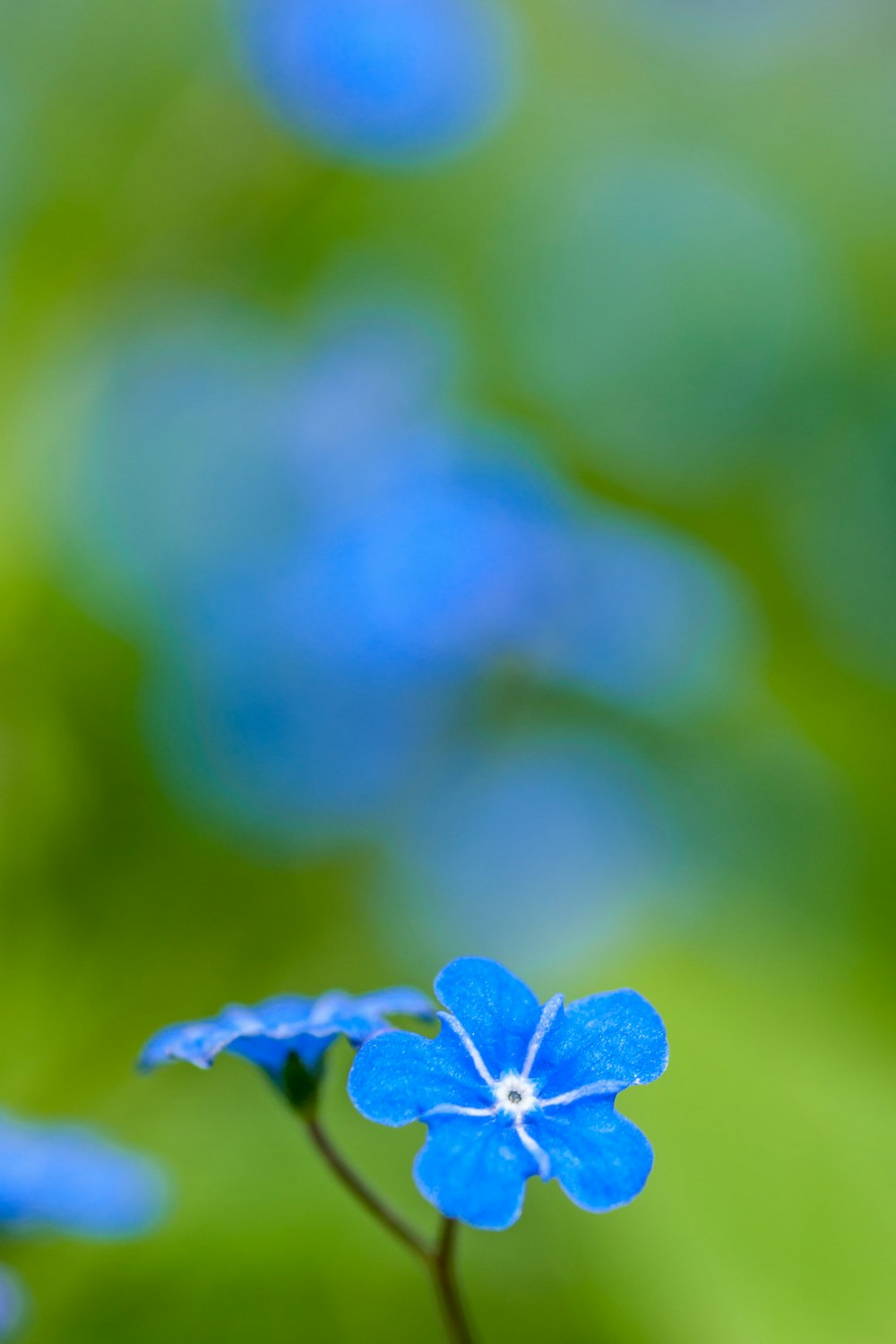 blue petaled flower