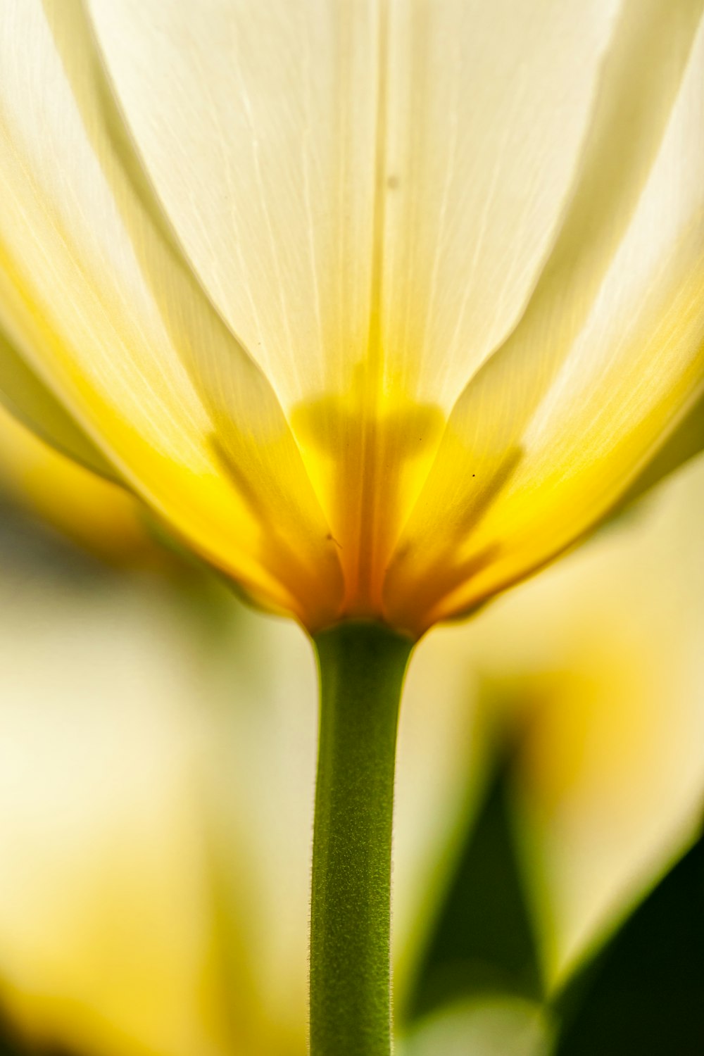 노란색과 흰색 꽃의 선택적 초점 사진