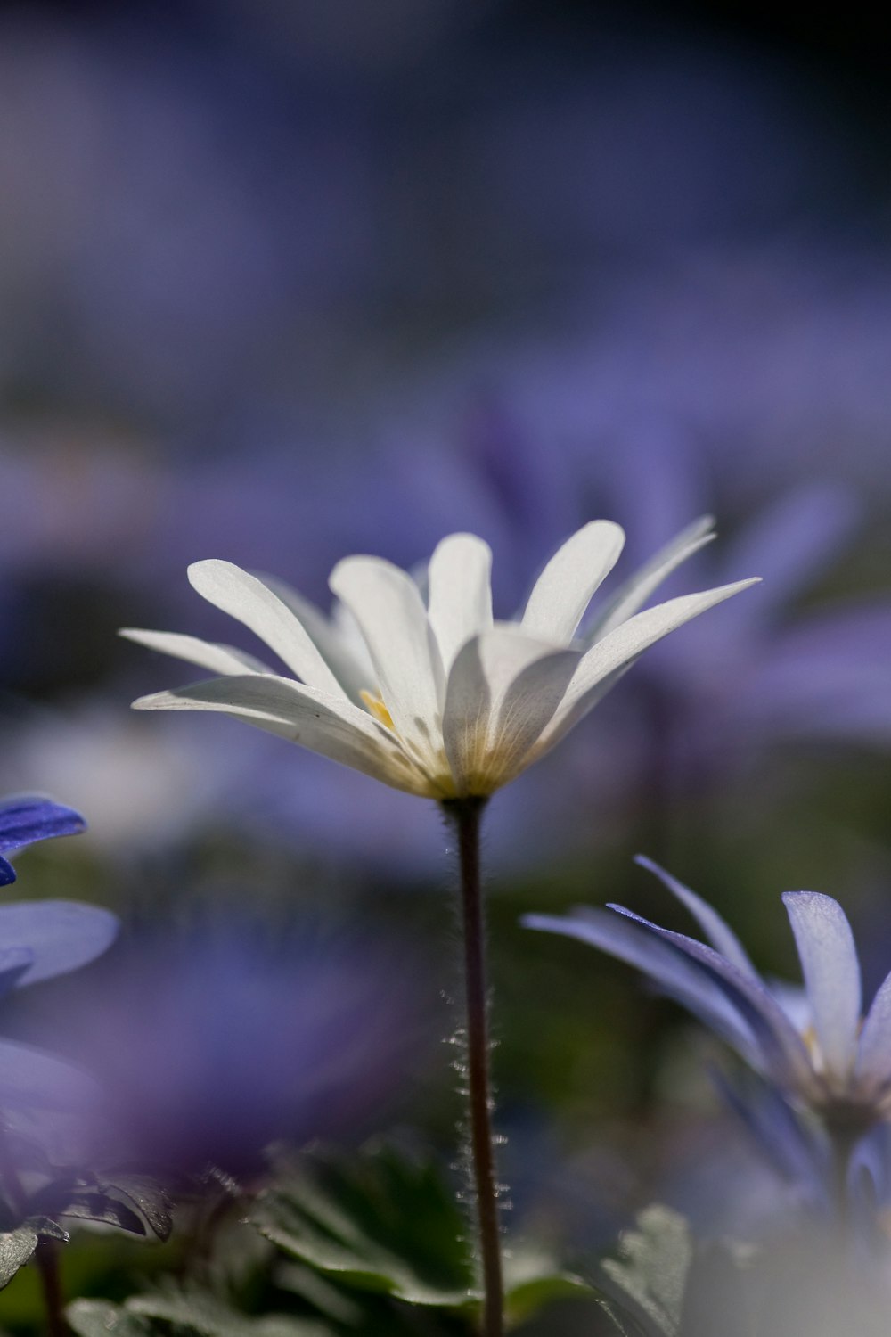 close-up photography of white petaled flower