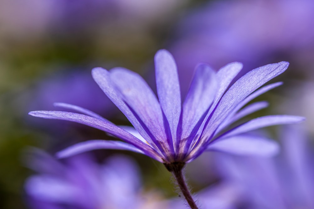 close-up photography of purple petal flower