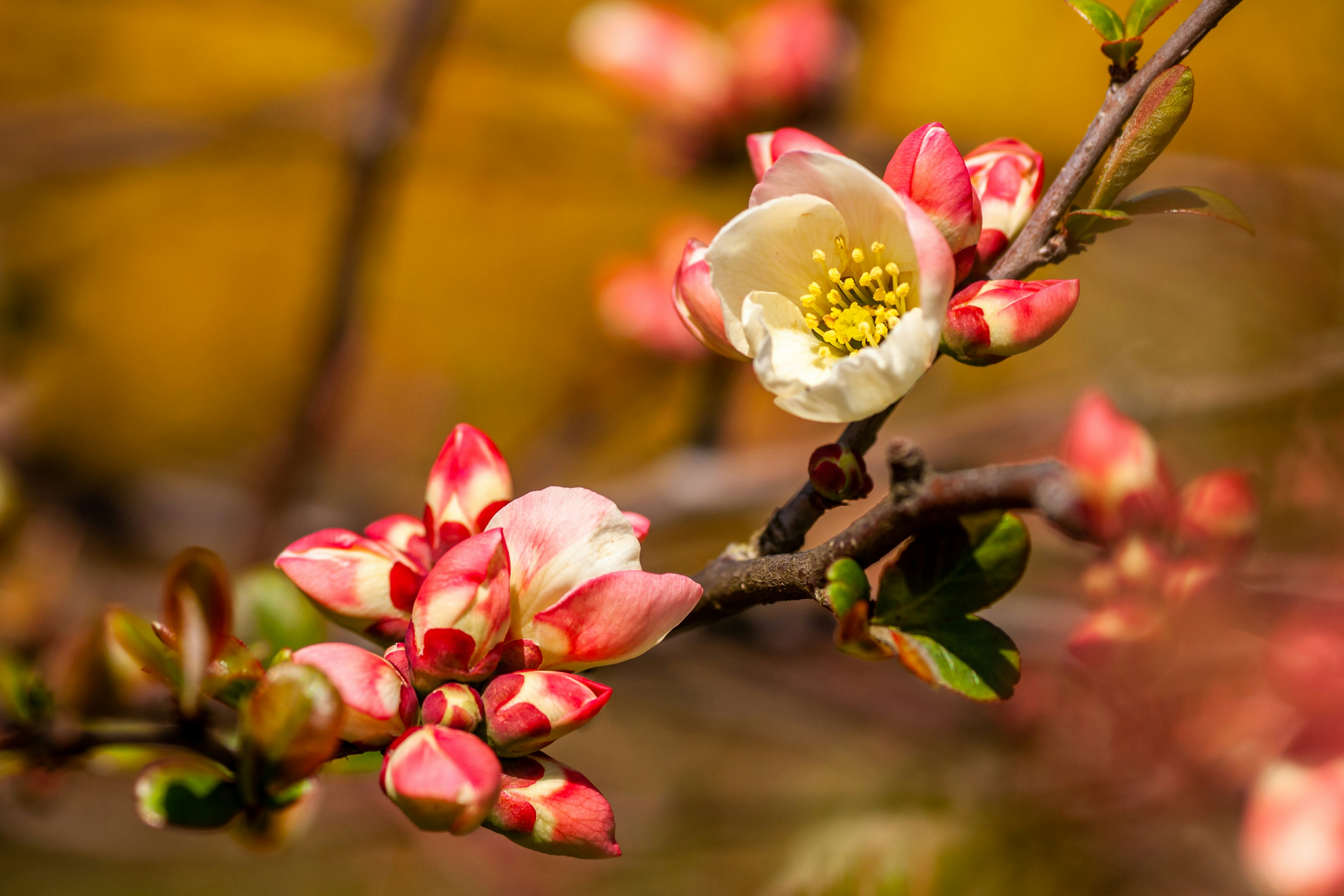 red-and-white flowers