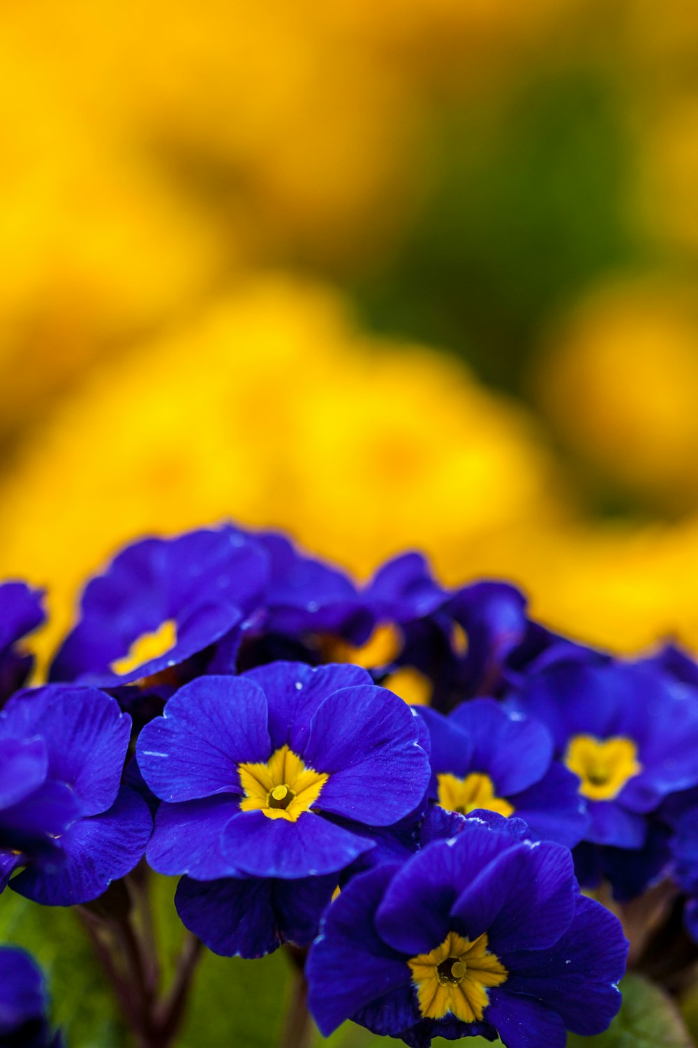 selective focus photography of blue petal flower field