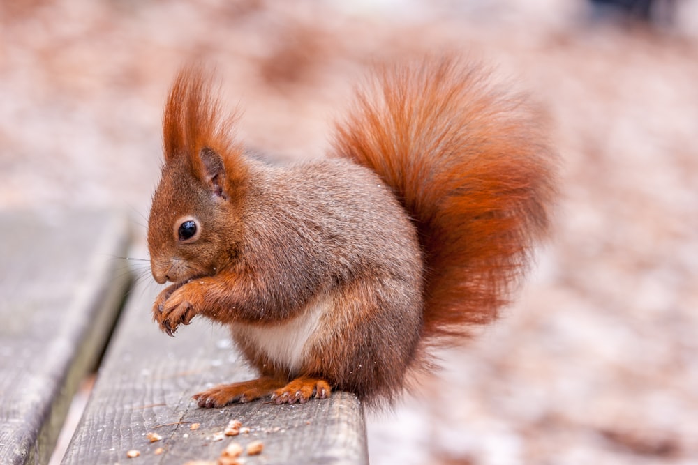 brown squirrel