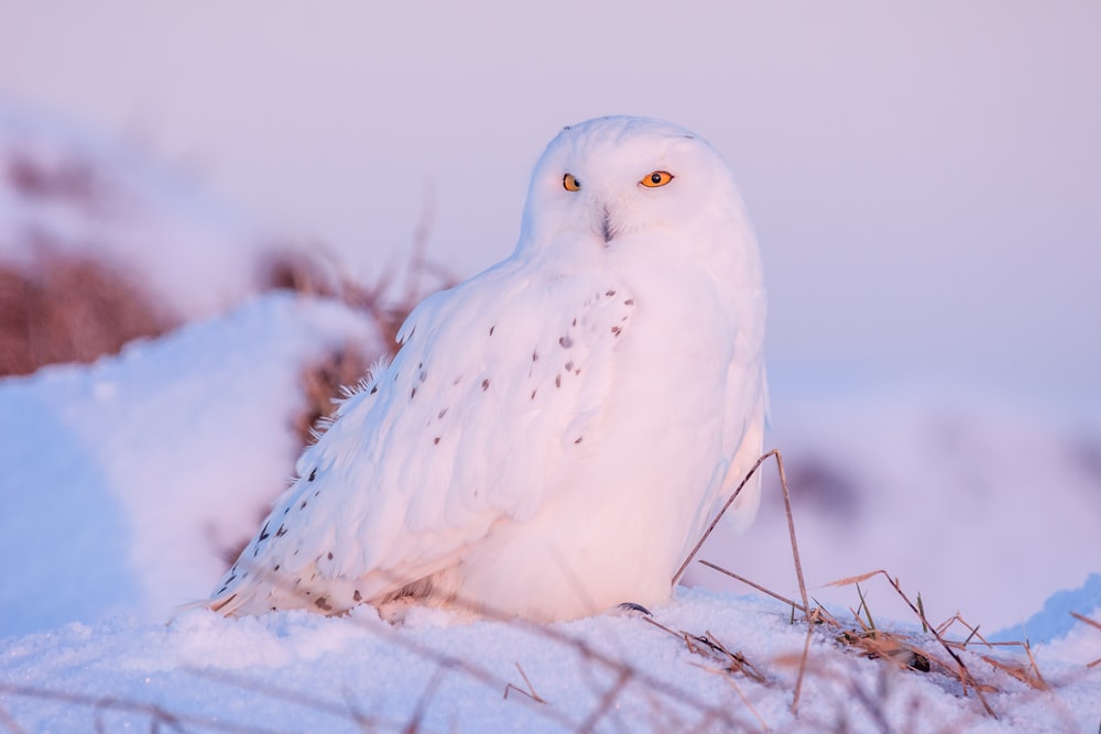 closeup photography of white owl on snow